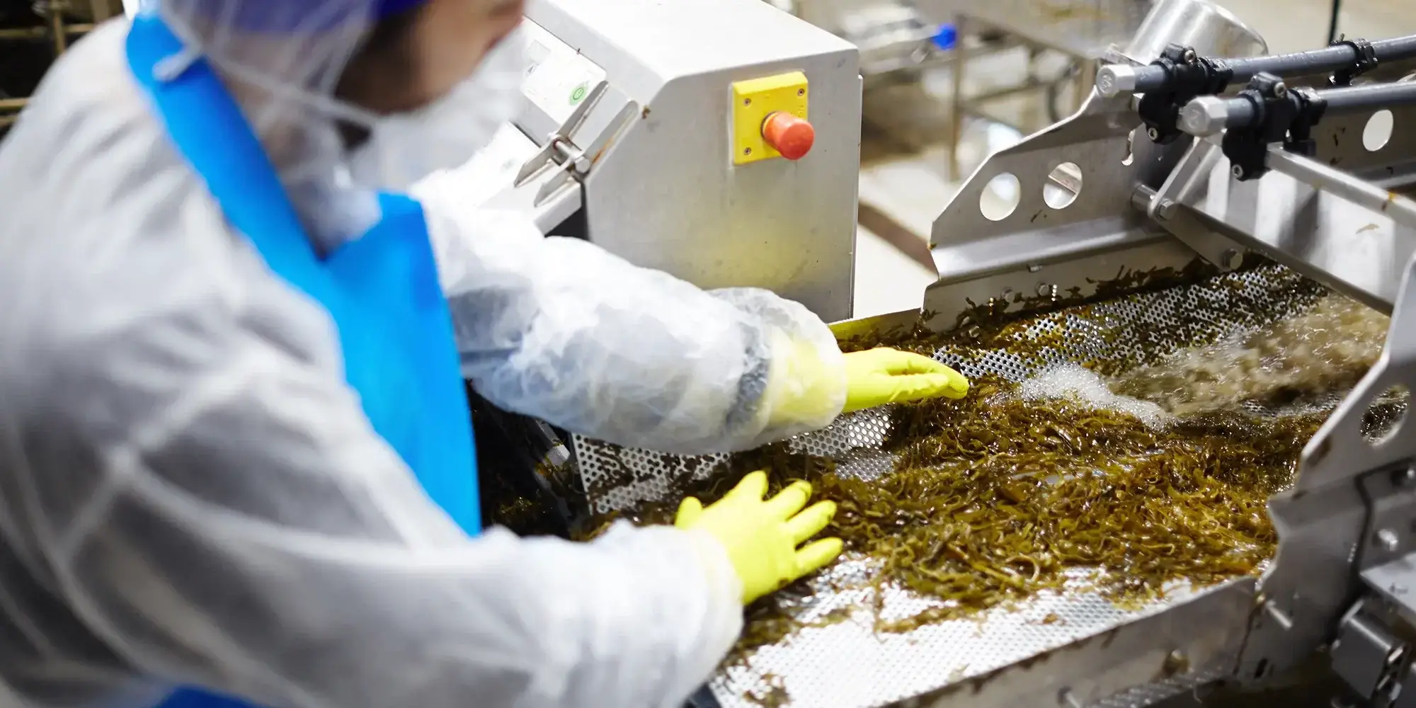 preparation-of-seaweed-2023-11-27-05-36-32-utc-copy-2000x1000